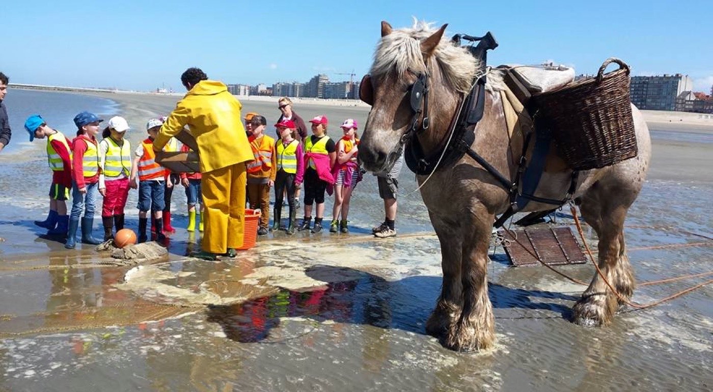 Des élèves en gilets fluo rencontrent un pêcheur de crevettes à cheval sur la plage